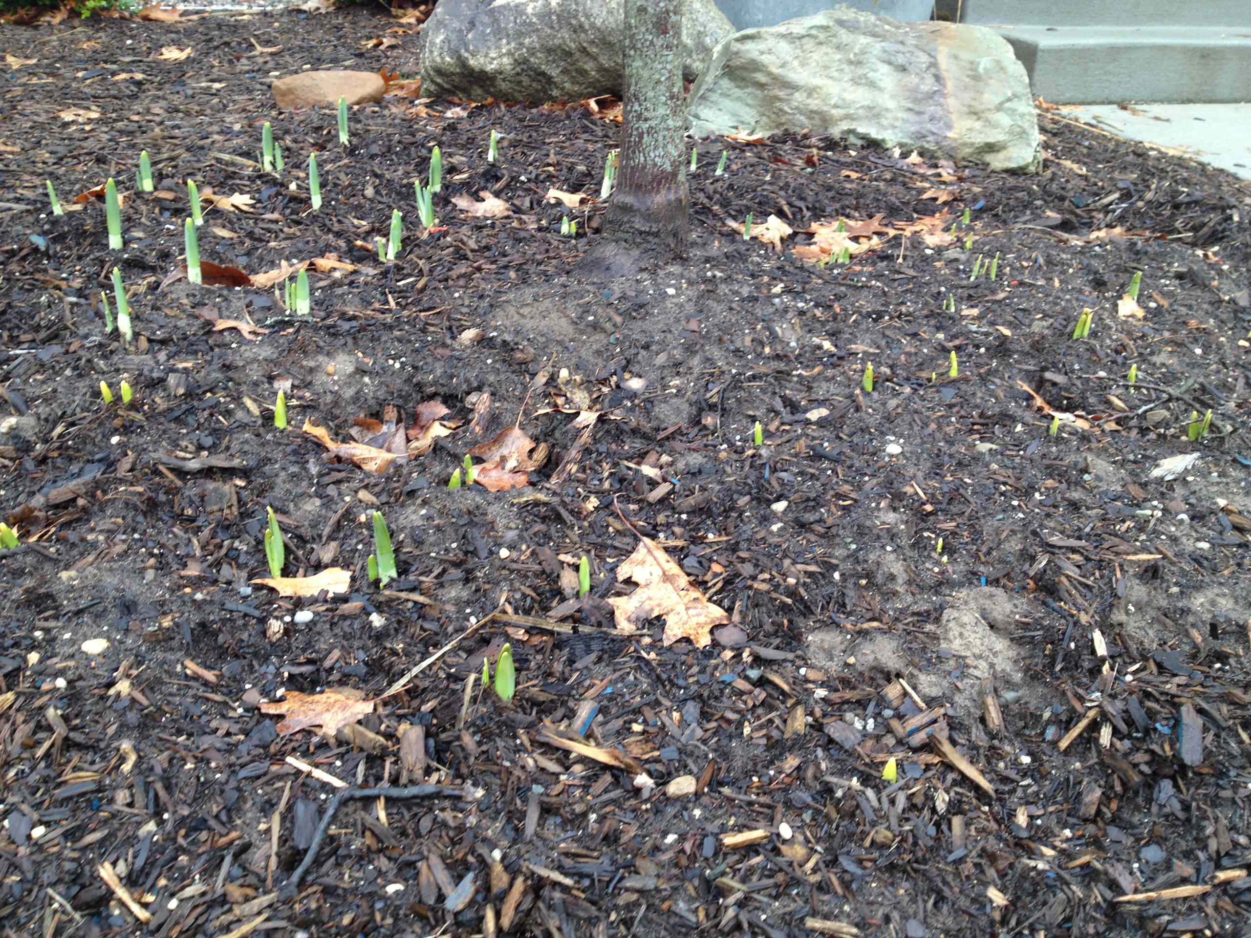 Для новичков: Когда сеять семена на рассаду — гид по месяцам