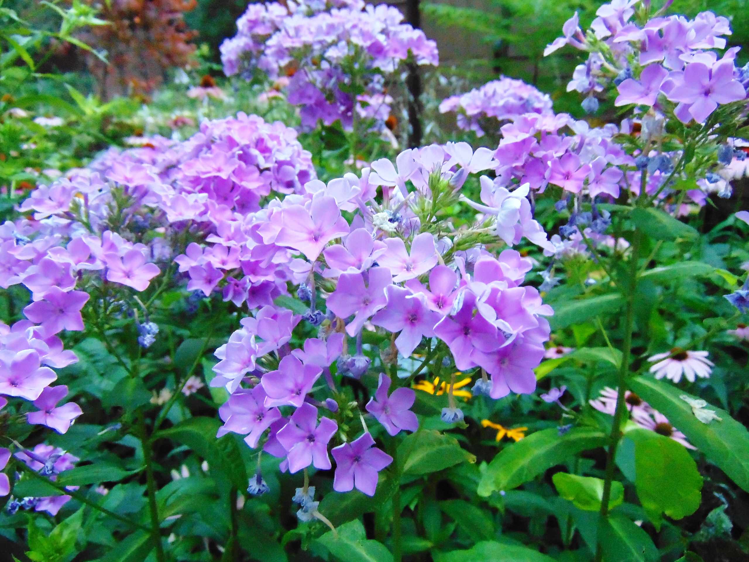 Растение месяца: Флокс метельчатый