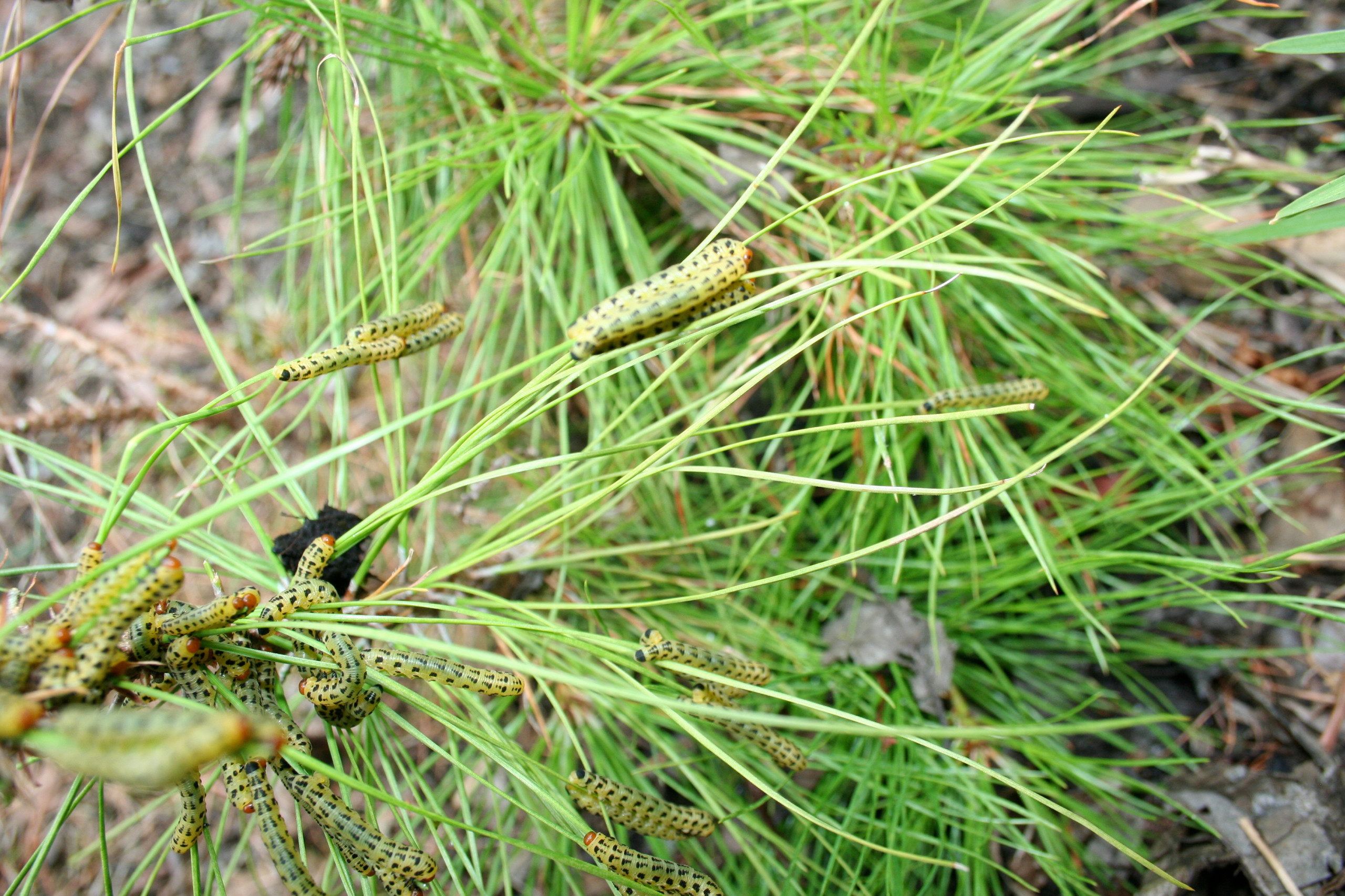 Что делать: Весенняя обработка сада от вредителей