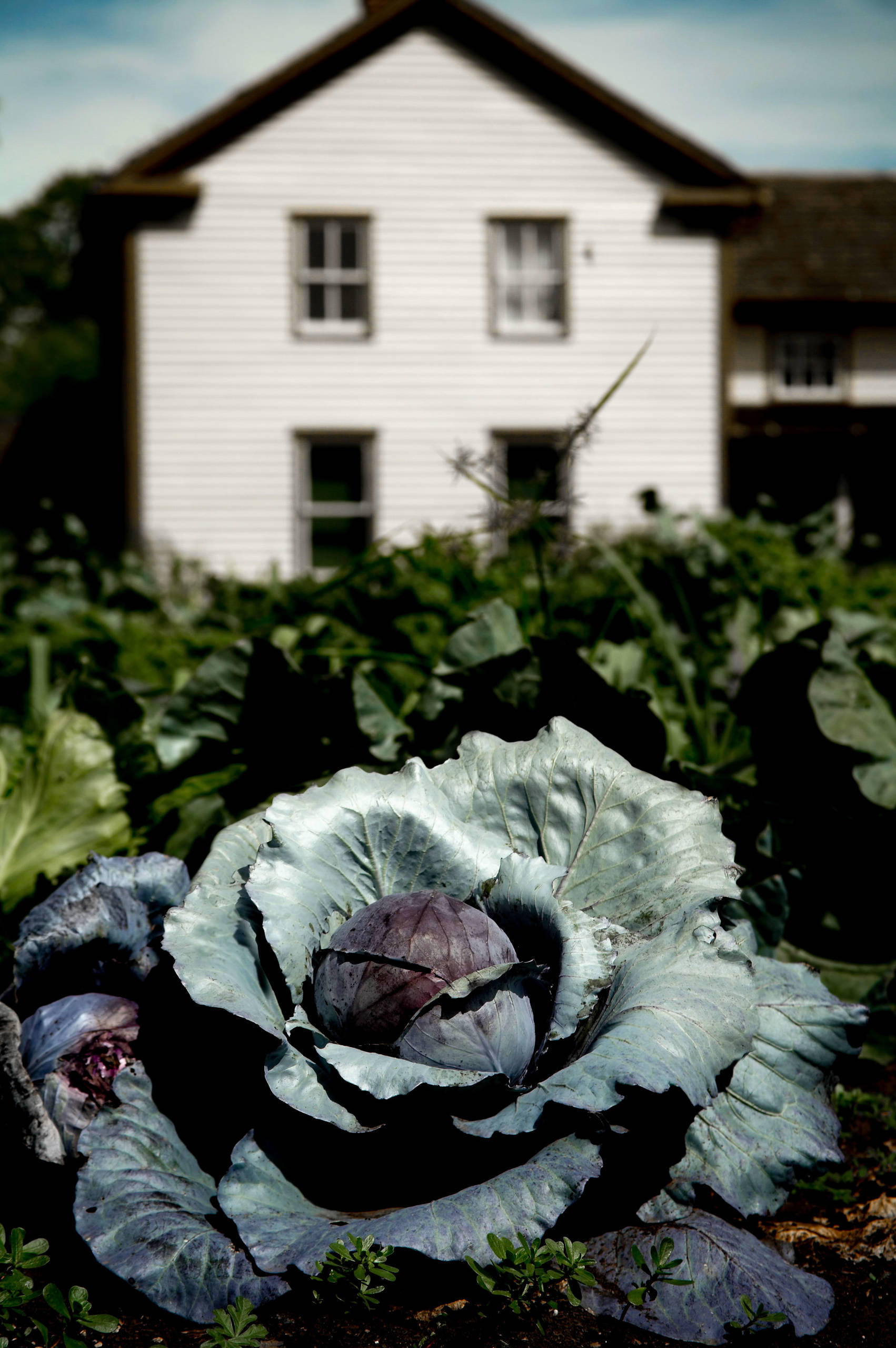 Календарь на октябрь: Работы в саду и на даче