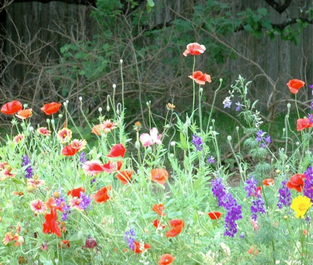 Сад для ленивых: Создание красивого сада, не требующего ухода