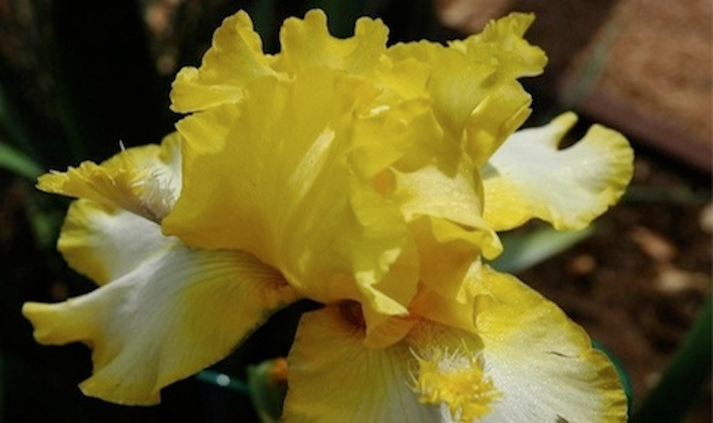 Цветок месяца: Ирис бородатый