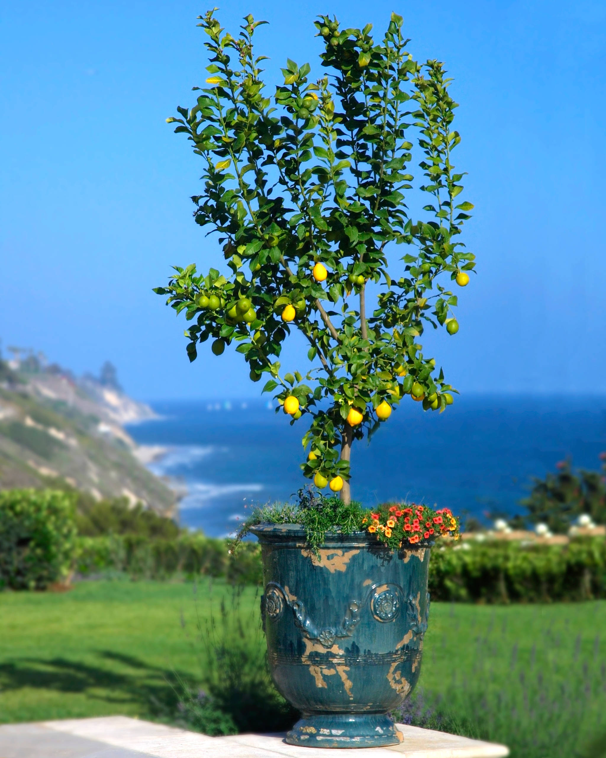 Как выбрать: Кашпо, которые готовы жить на улице и не жаловаться