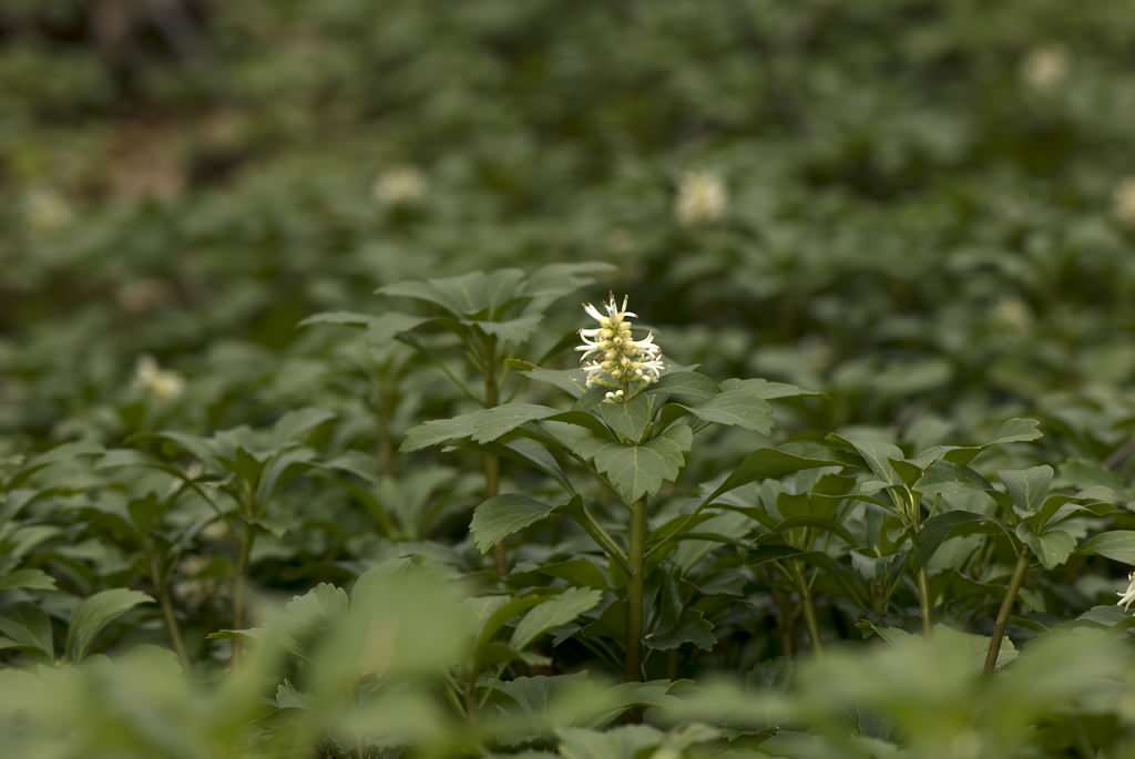 Хороший вопрос: Как получить сад, красивый до поздней осени