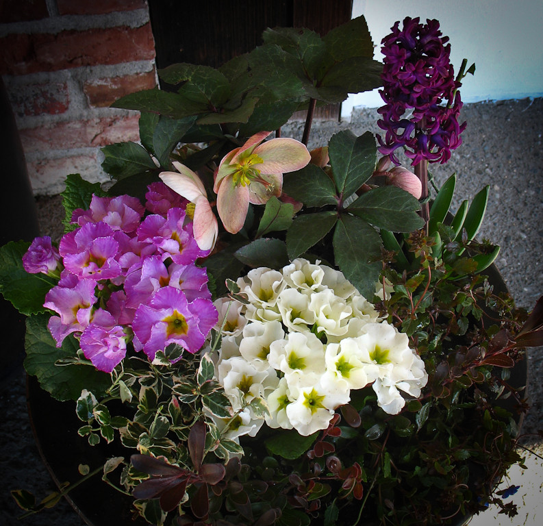 Растение месяца: Примула