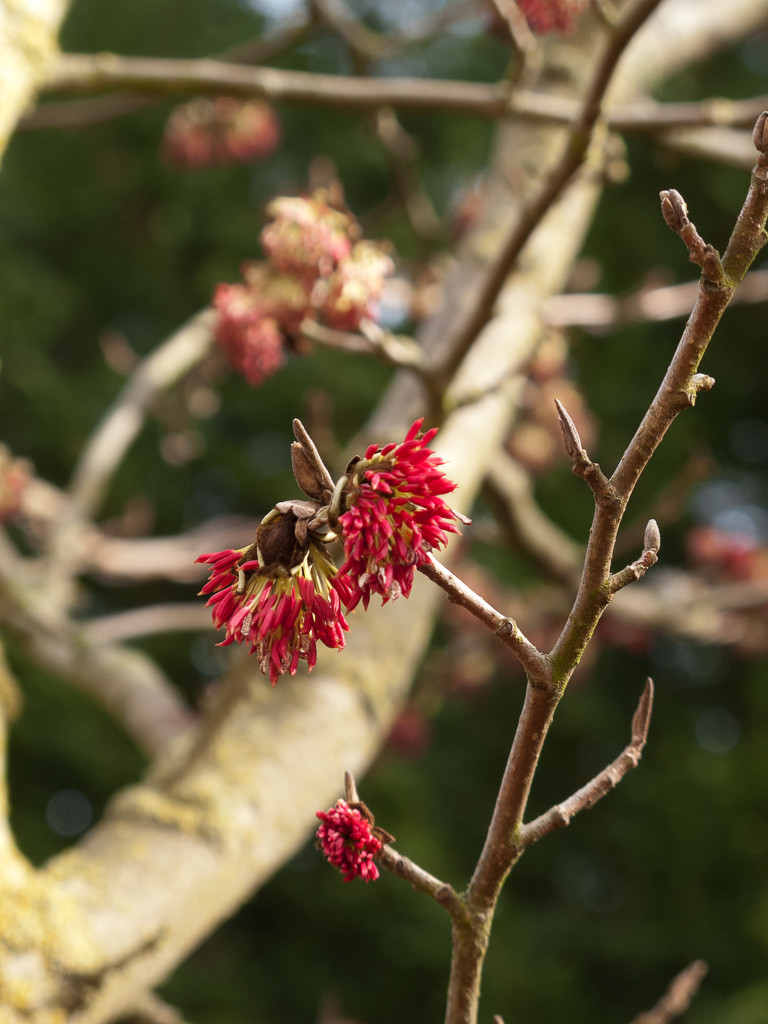 На прививку становись: Зачем и как прививают деревья