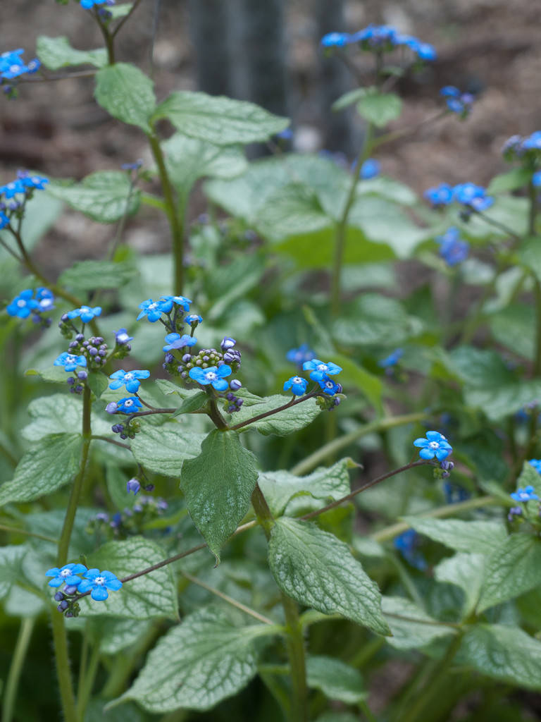 Уходим в тень: Теневыносливые растения для сада