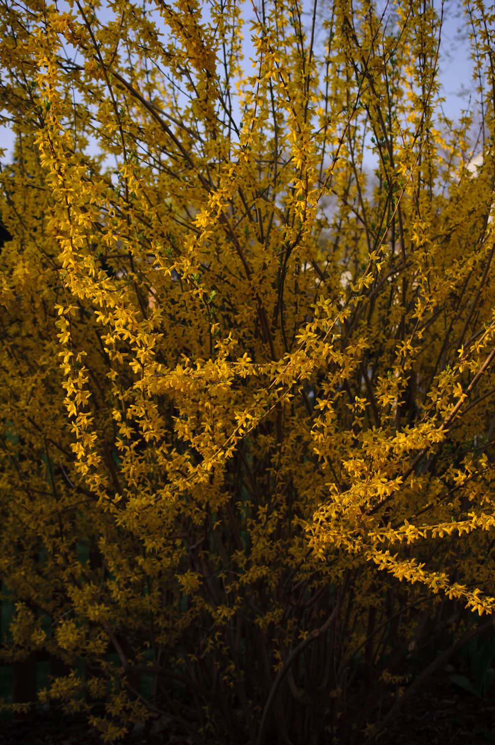 Сад без клумб: Оставляем только деревья и кустарники
