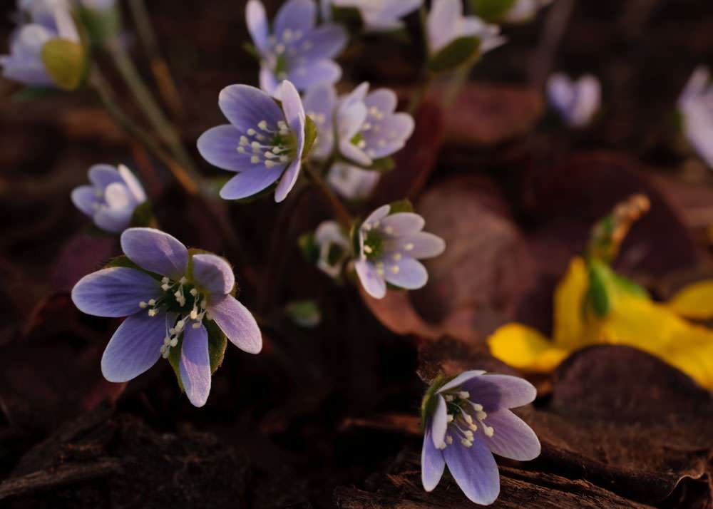 22 красиво цветущих растения для сырых и влажных мест в вашем саду
