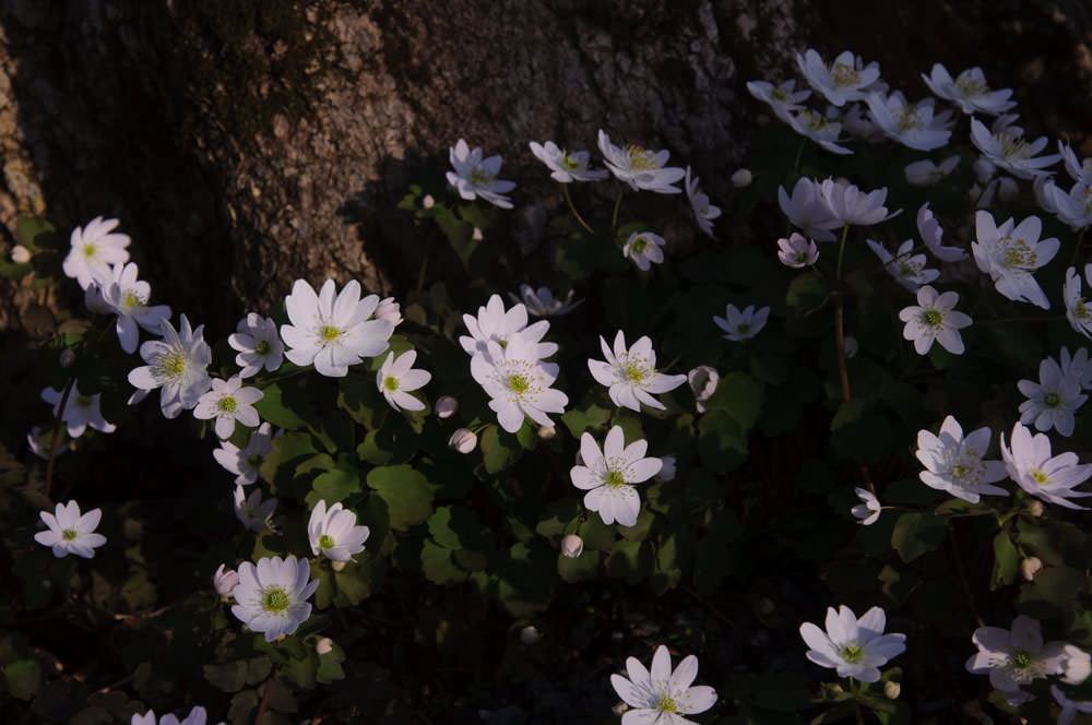 Как правильно: Выбрать первоцветы для «ленивого сада»