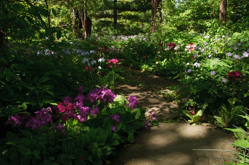 Растение месяца: Примула