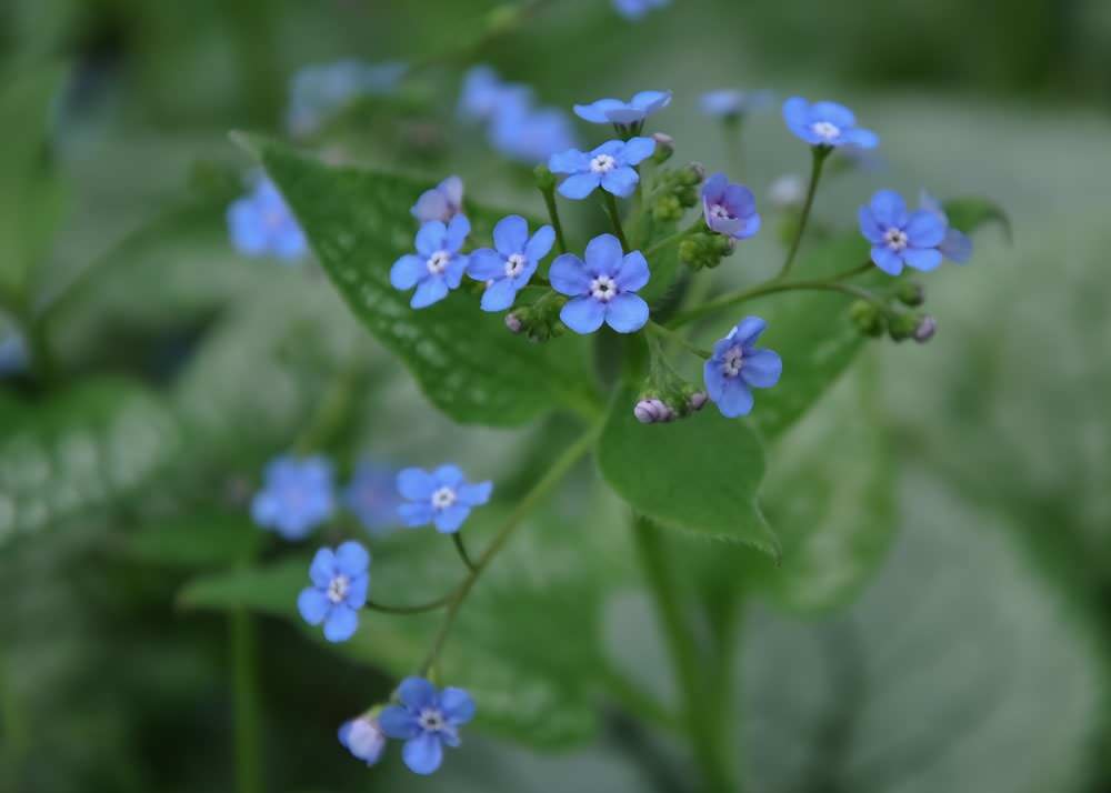 22 красиво цветущих растения для сырых и влажных мест в вашем саду