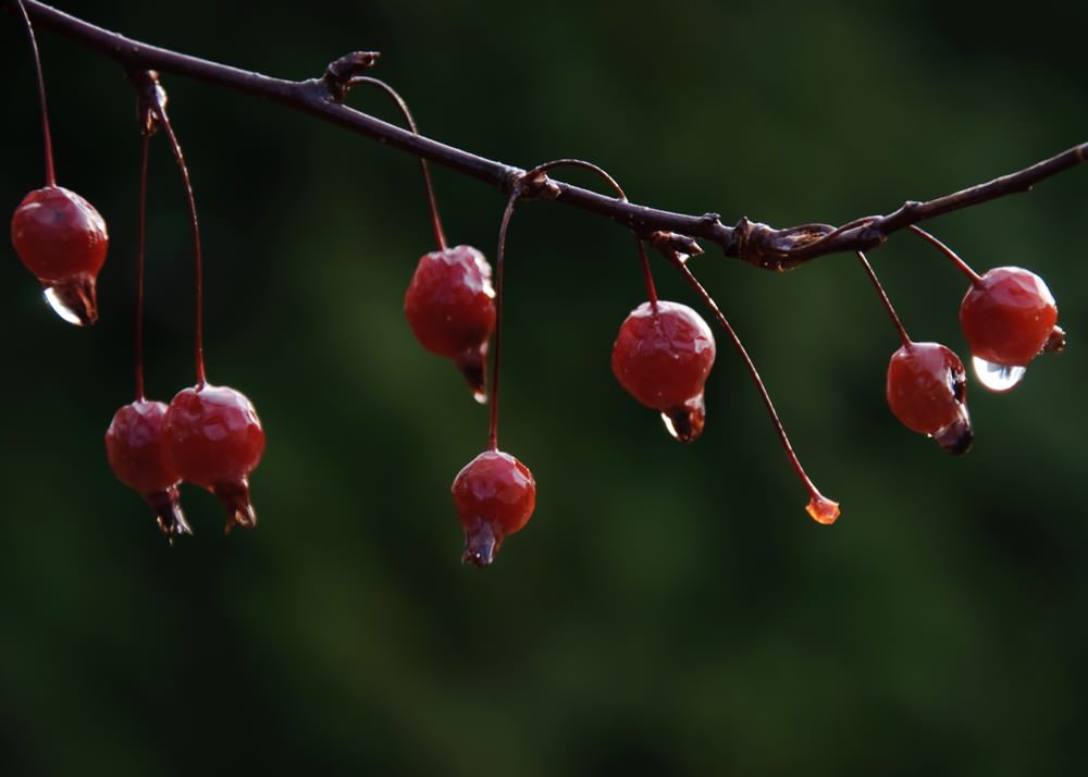 Календарь на октябрь: Работы в саду и на даче