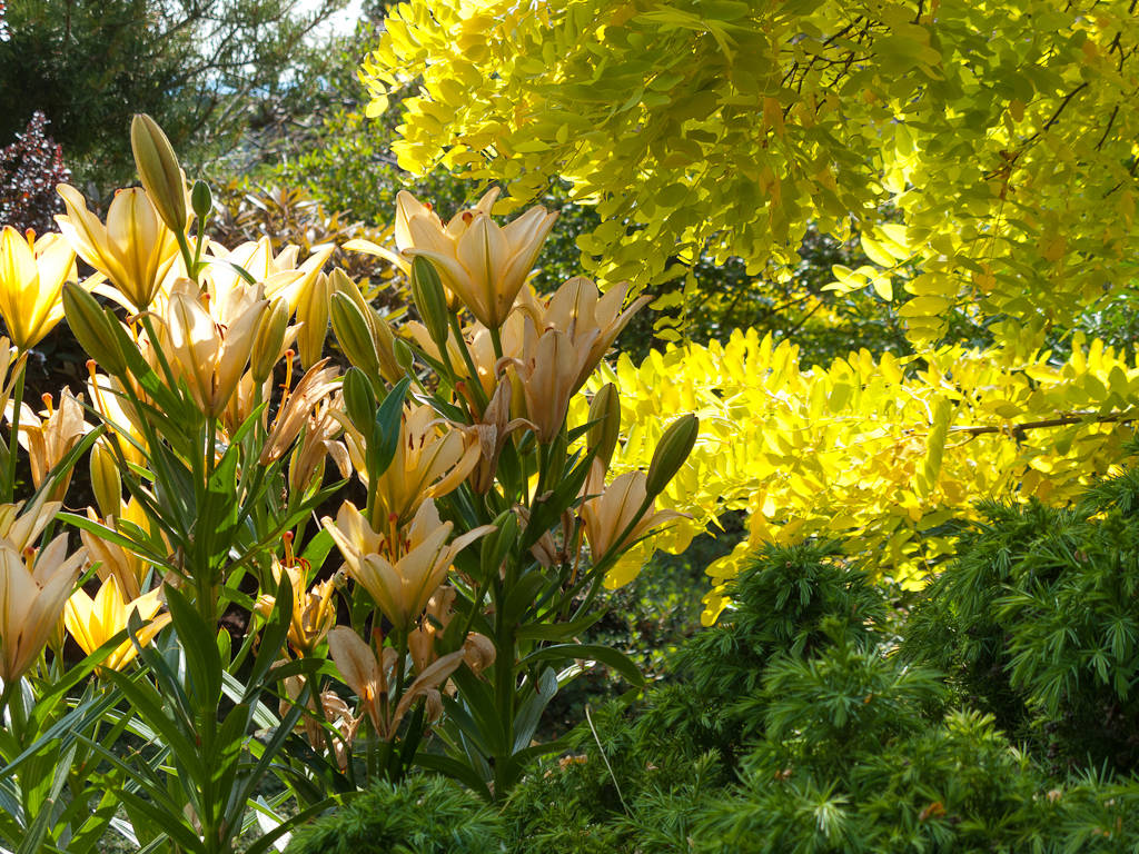Солнце мое: Как сделать план дачного участка, исходя из движения солнца