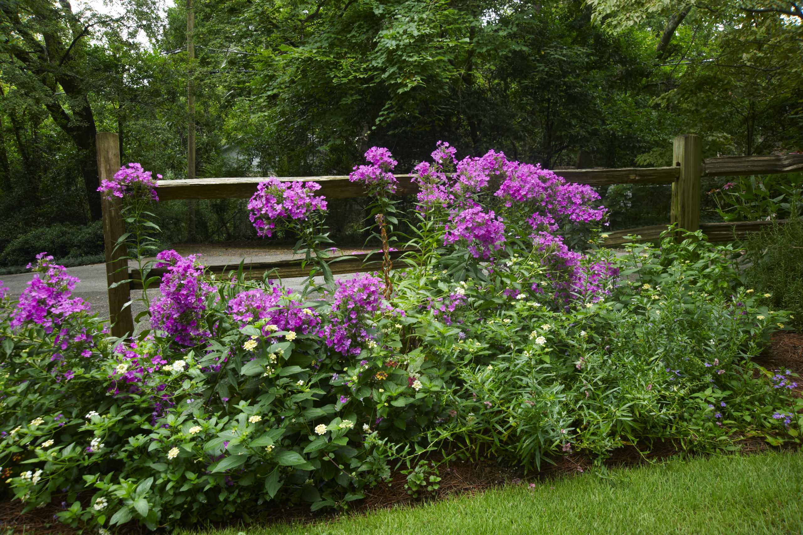 Растение месяца: Флокс метельчатый