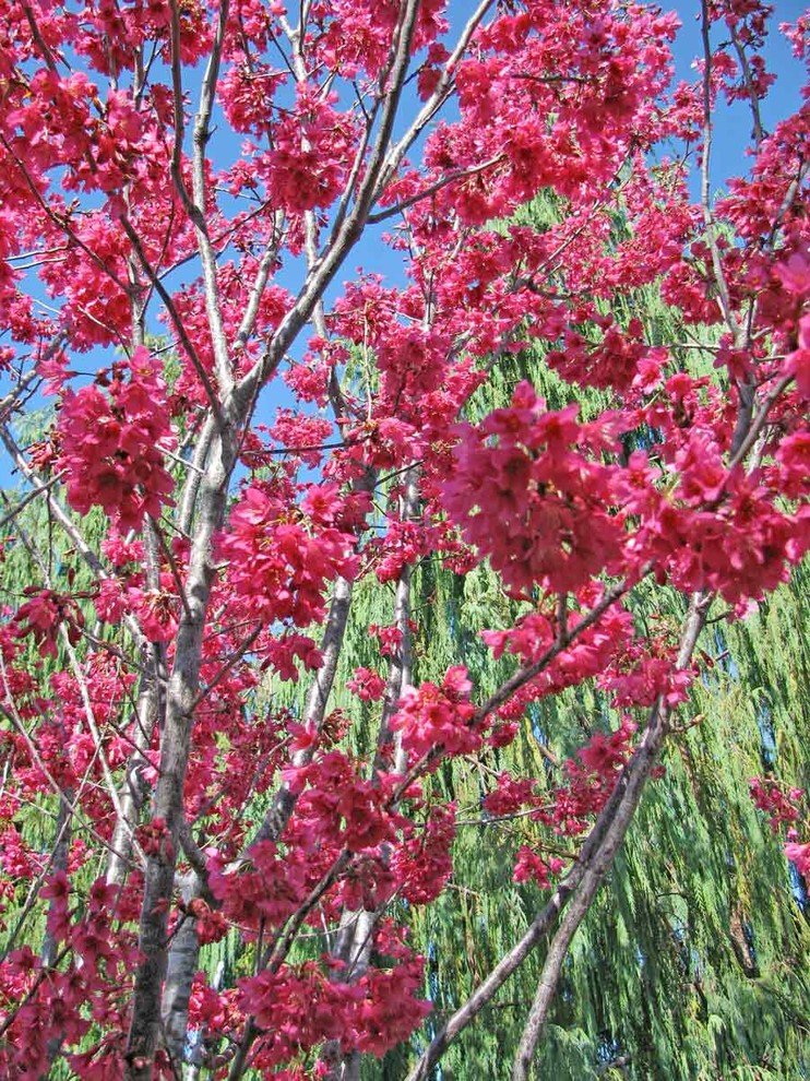 Вопрос: Какой сакурой на самом деле любуются в Японии