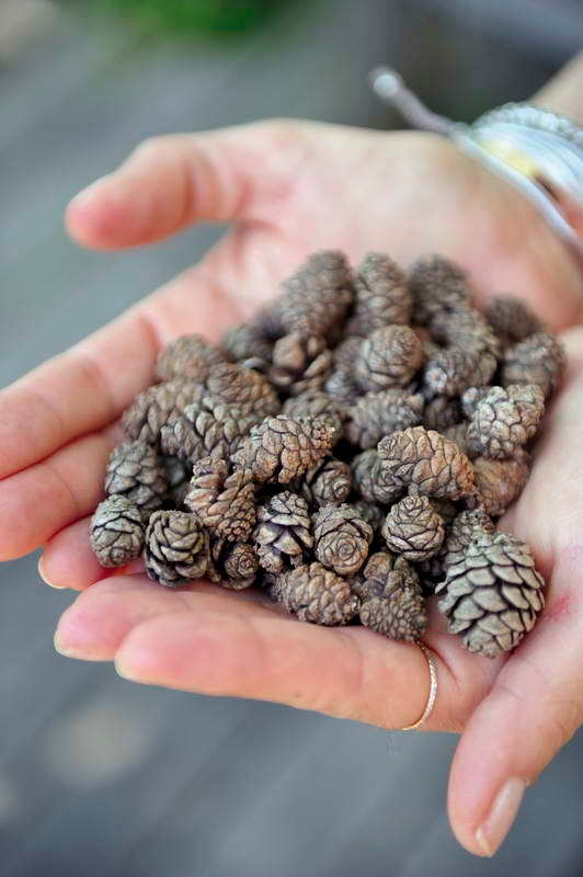 Вопрос: Как «оторвать» детей от гаджетов, пока вы на даче