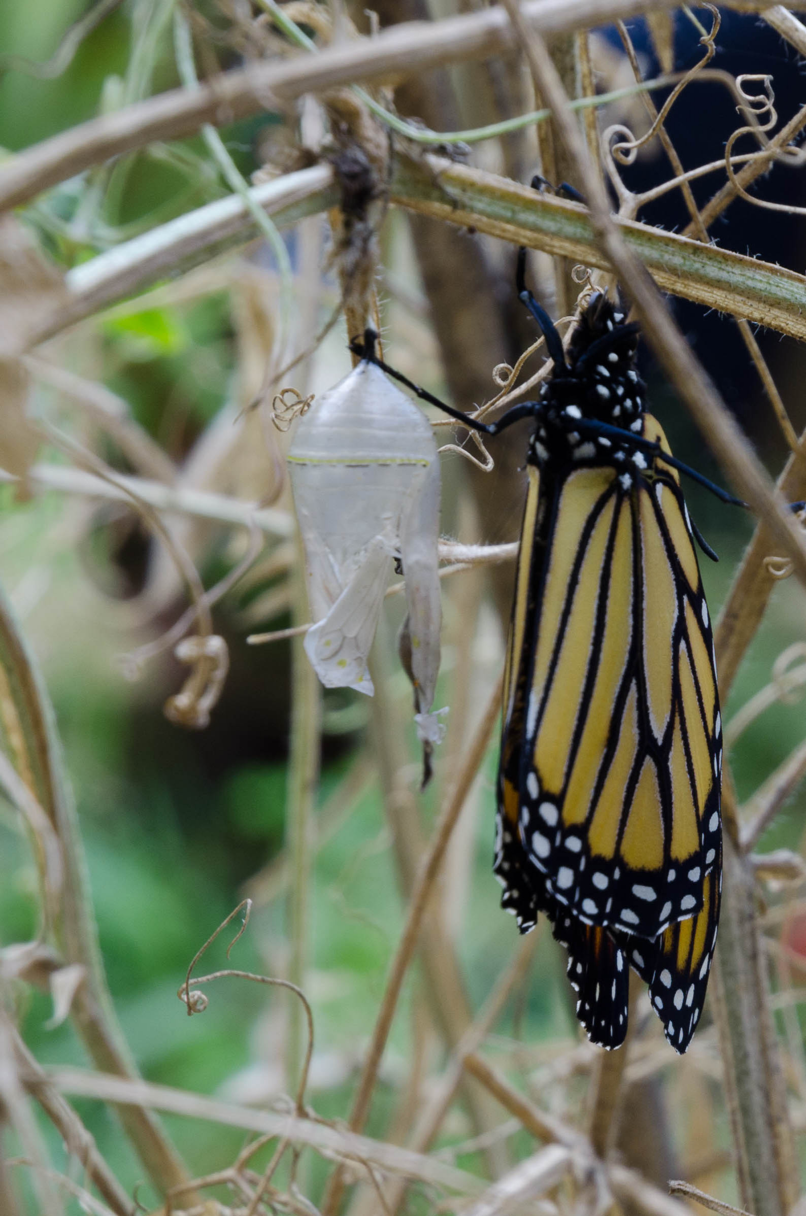 Живой сад: С бабочками, пчелами и жуками — что надо посадить