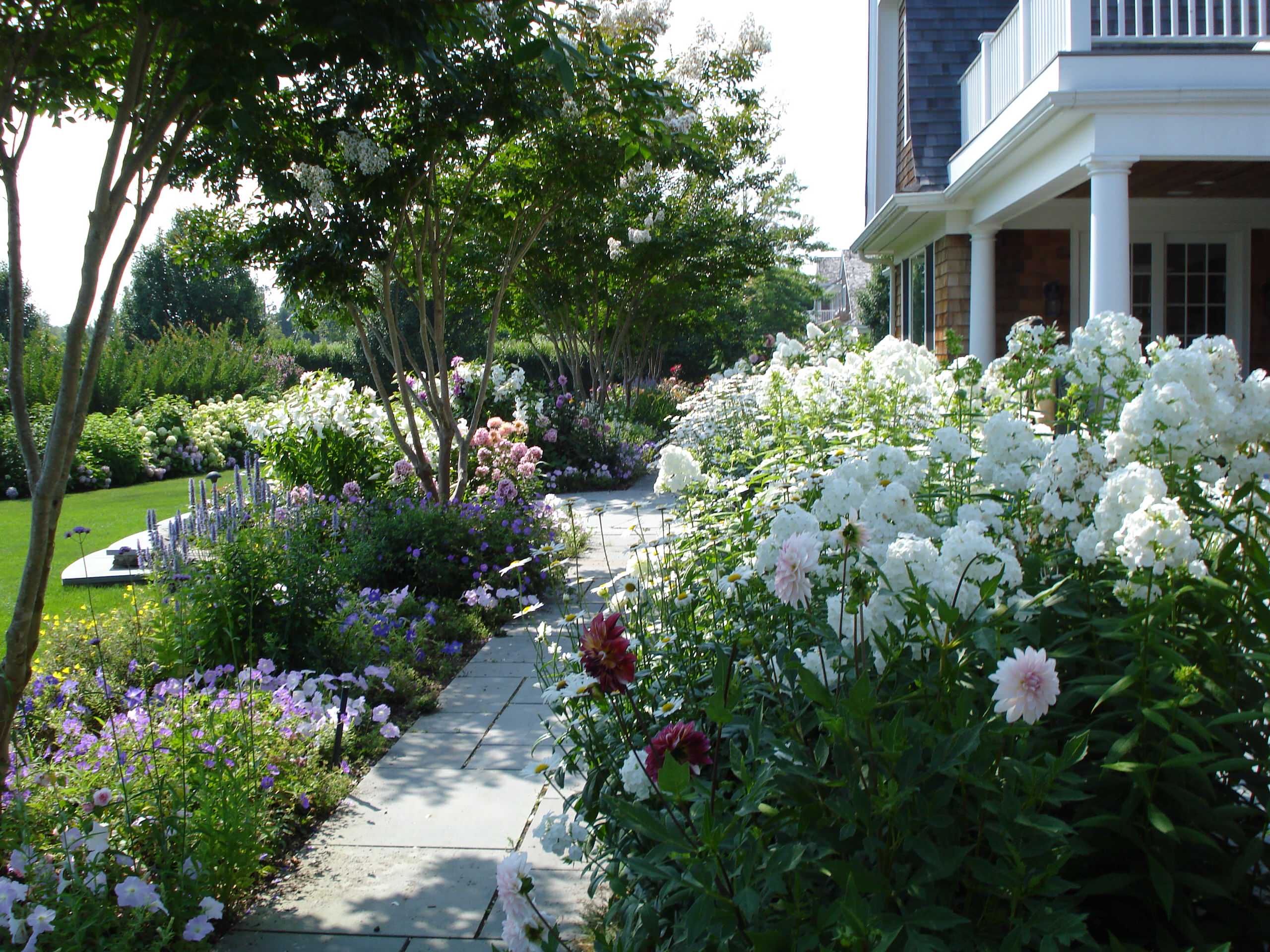 Растение месяца: Флокс метельчатый