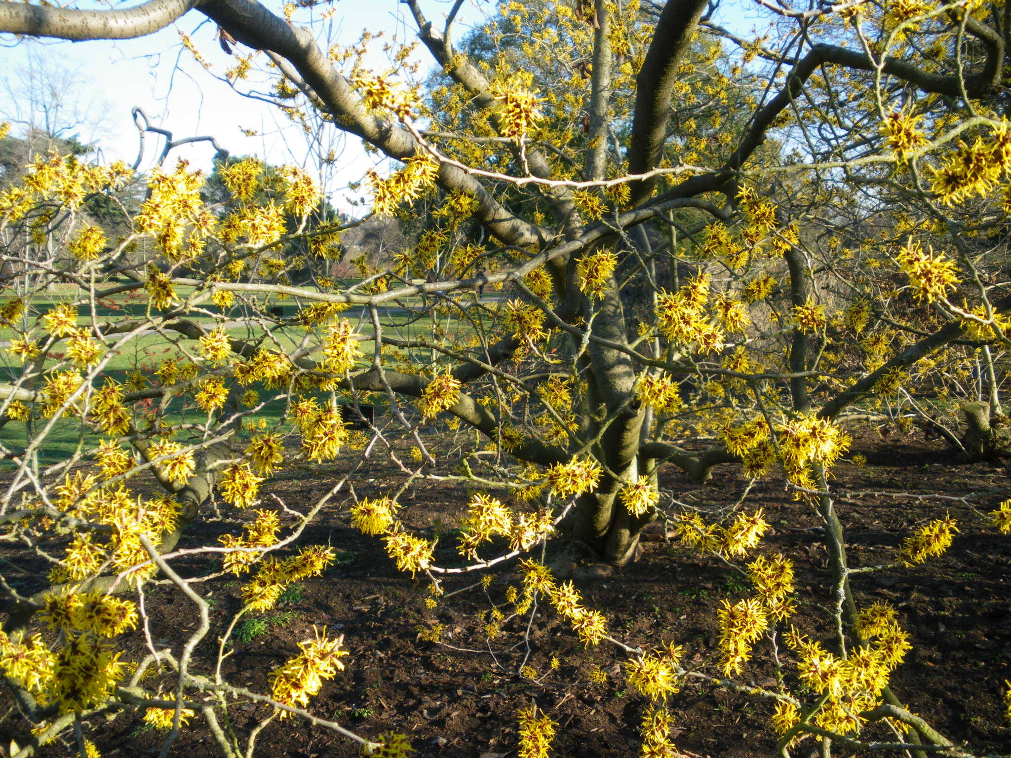Ленивый сад: 17 советов, которые сэкономят вам силы