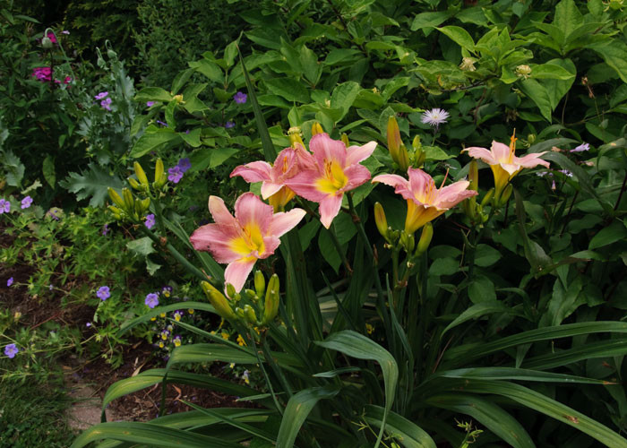 Мал, да удал: Выбираем растения для маленького сада