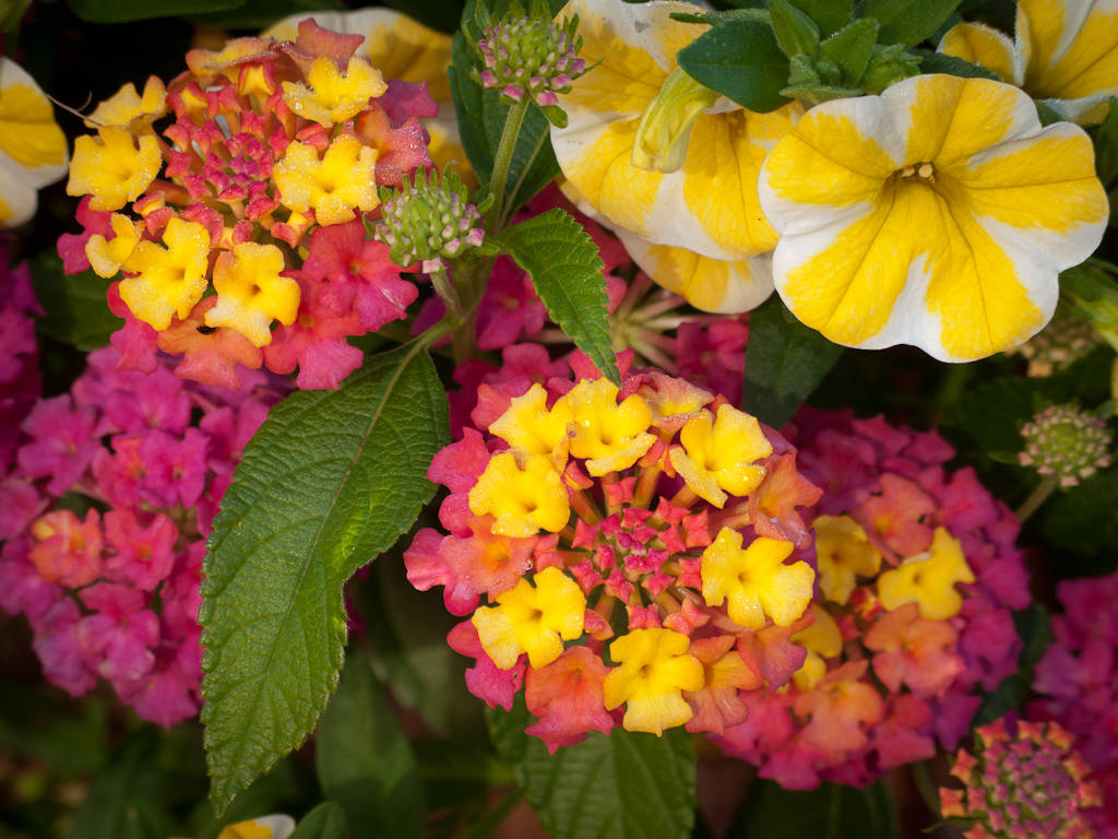 Сад в контейнере: 11 эффектных композиций для вашего балкона