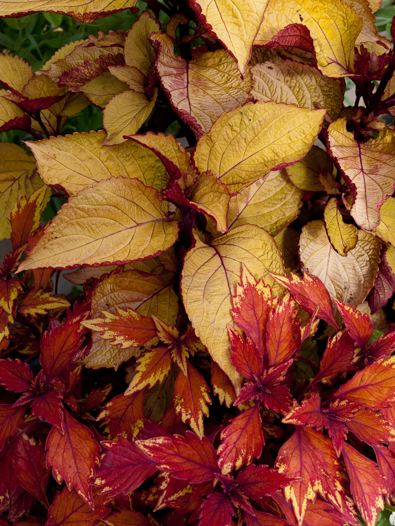 Растения: Выбираем декоративнолистные для сада