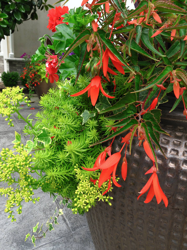 Сад в контейнере: 11 эффектных композиций для вашего балкона