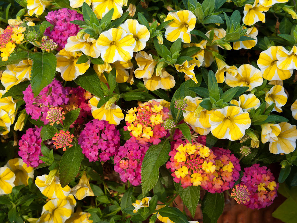 Хороший вопрос: Что посадить — однолетники или многолетники?