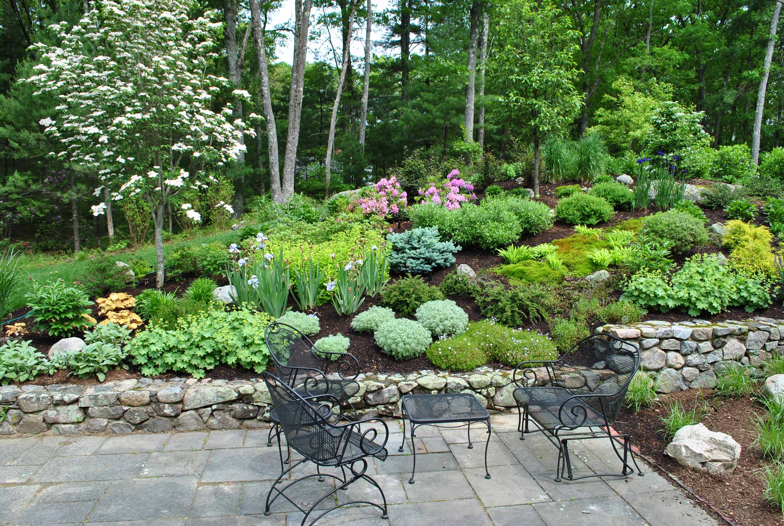 Цветок месяца: Ирис бородатый