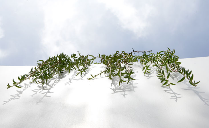 Декоративный забор: Как красиво отгородиться от посторонних