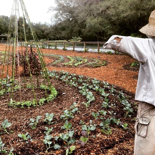 Для новичков: Когда сеять семена на рассаду — гид по месяцам