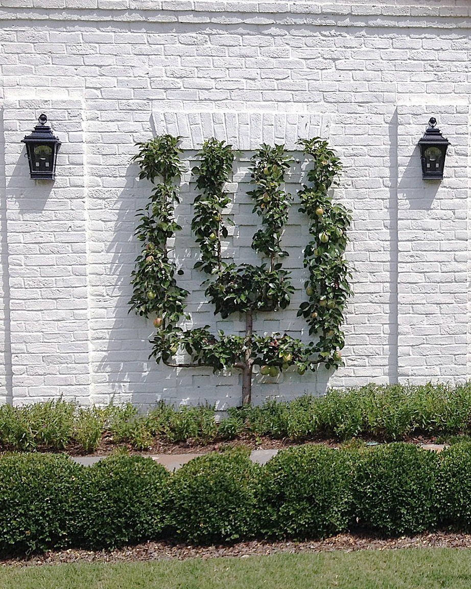 Шпалера в саду: Как вырастить деревья необычной формы