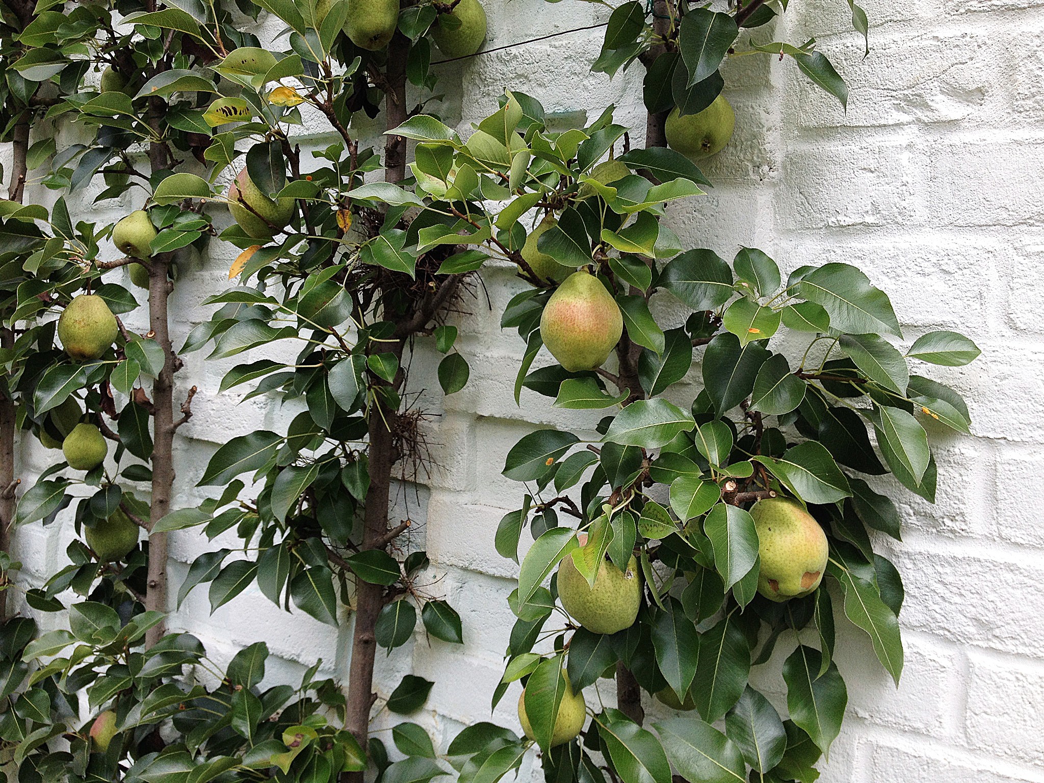 Шпалера в саду: Как вырастить деревья необычной формы