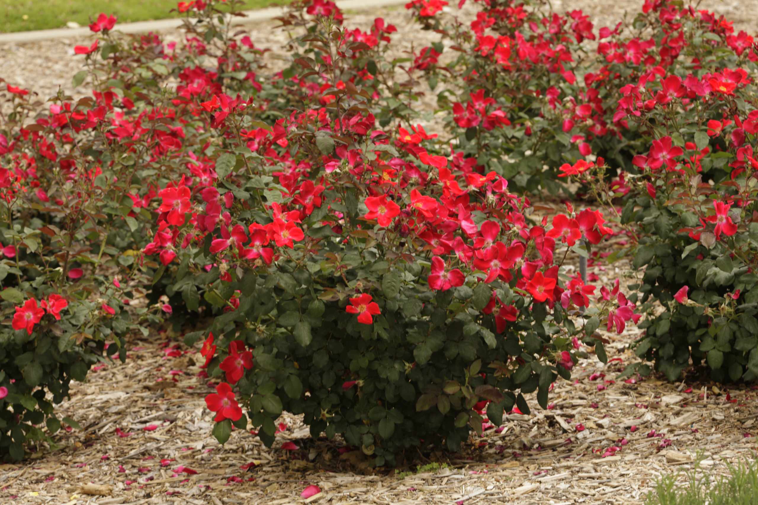 Работа над ошибками: Что пошло не так с розами