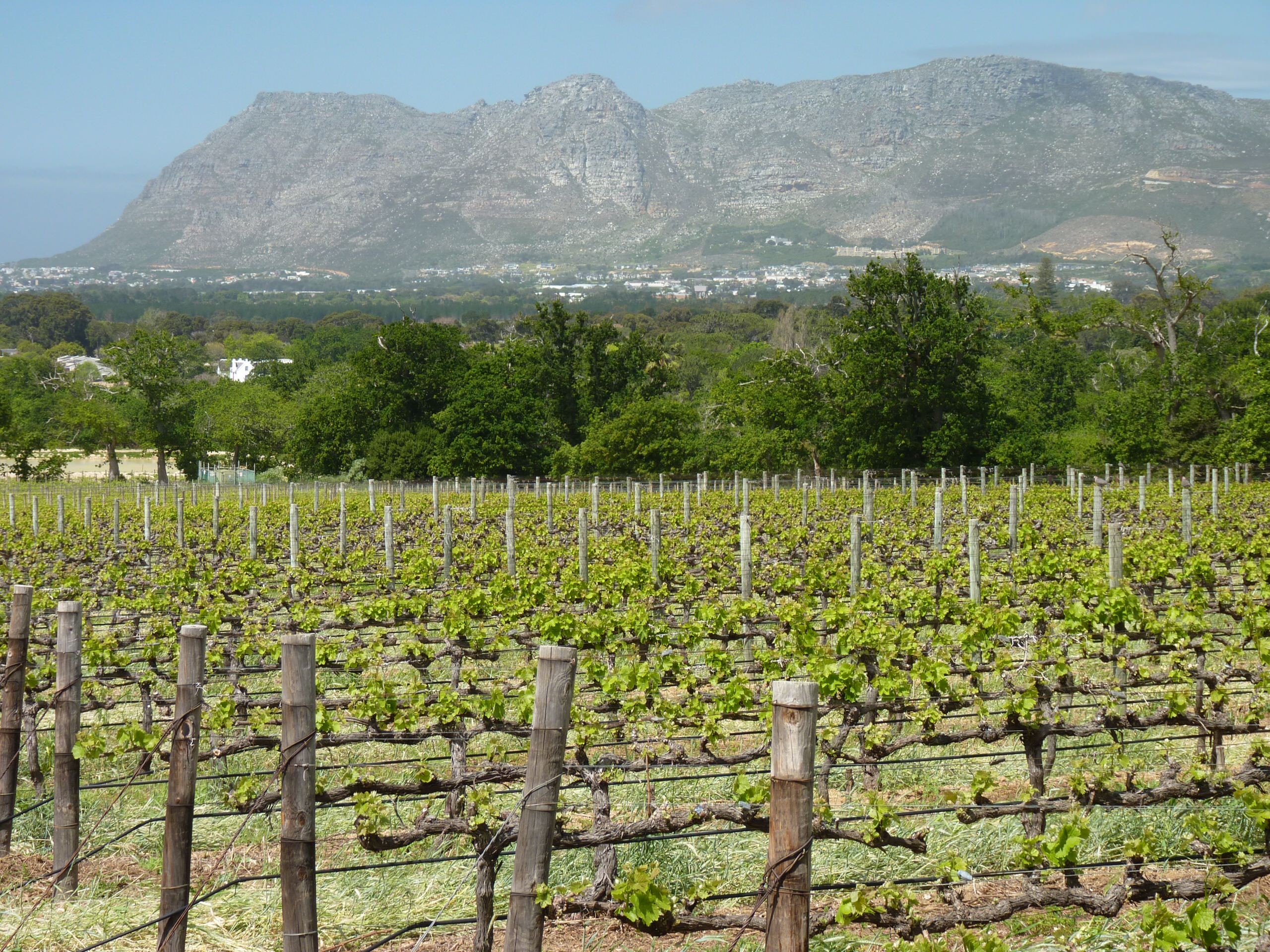 Шпалера в саду: Как вырастить деревья необычной формы