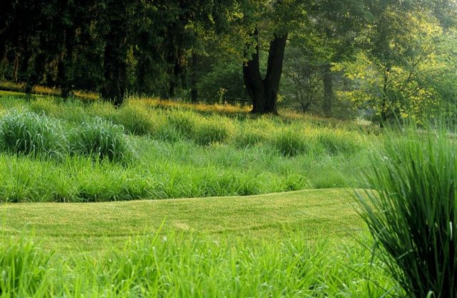 Сад легкого ухода: Луг вместо газона