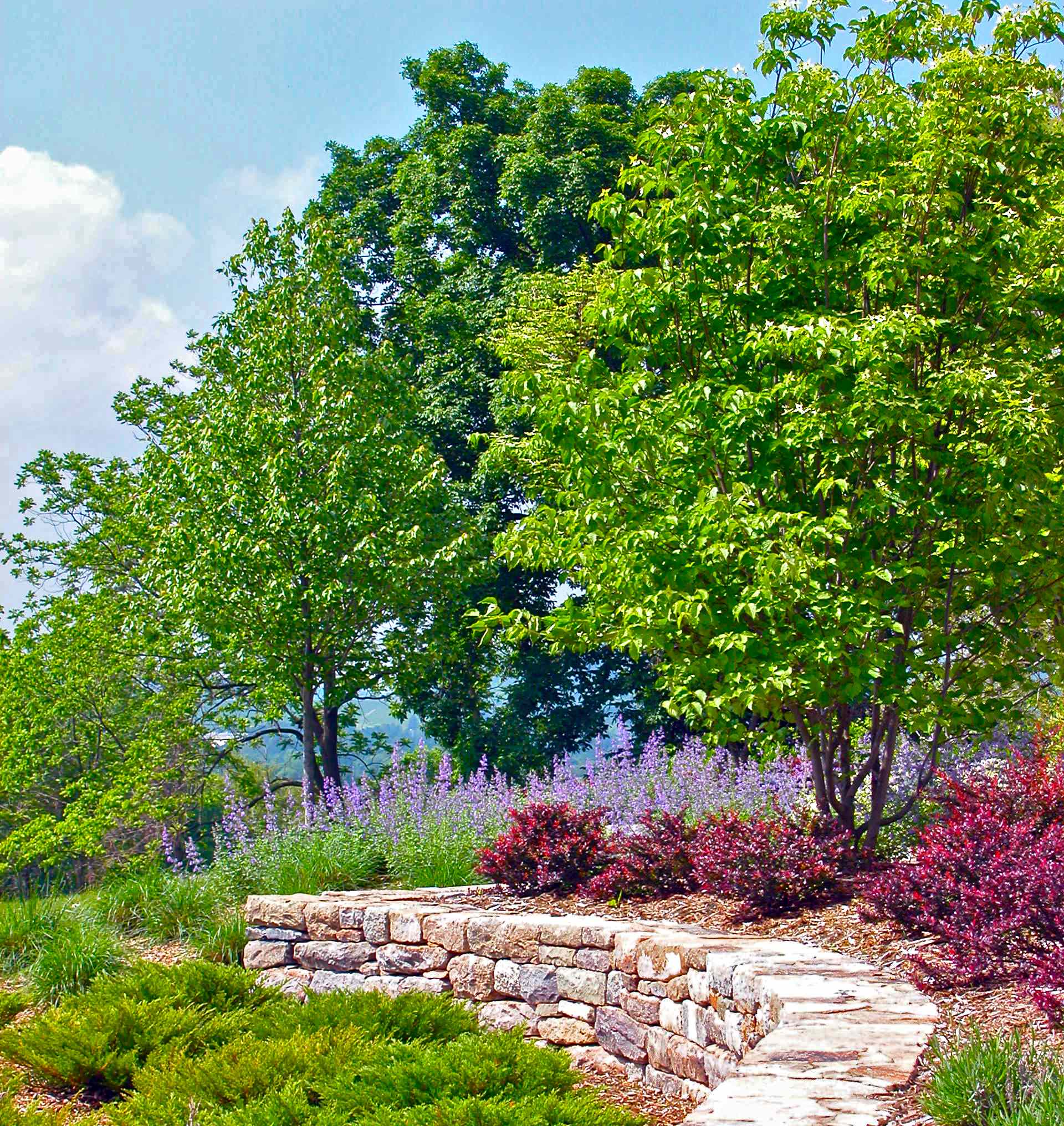 Райские кущи: Золотые правила рассадки кустарников в вашем саду