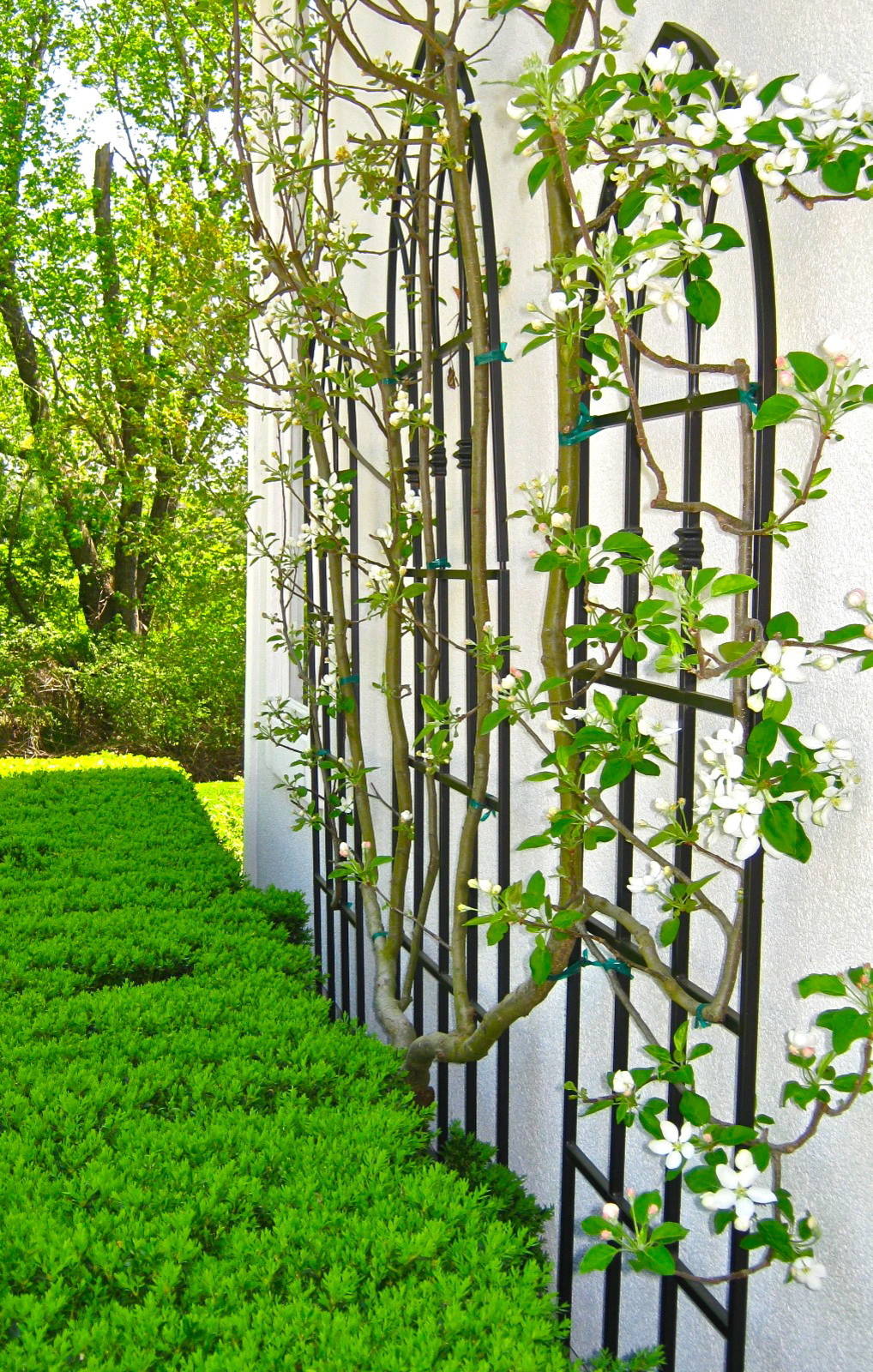 Шпалера в саду: Как вырастить деревья необычной формы