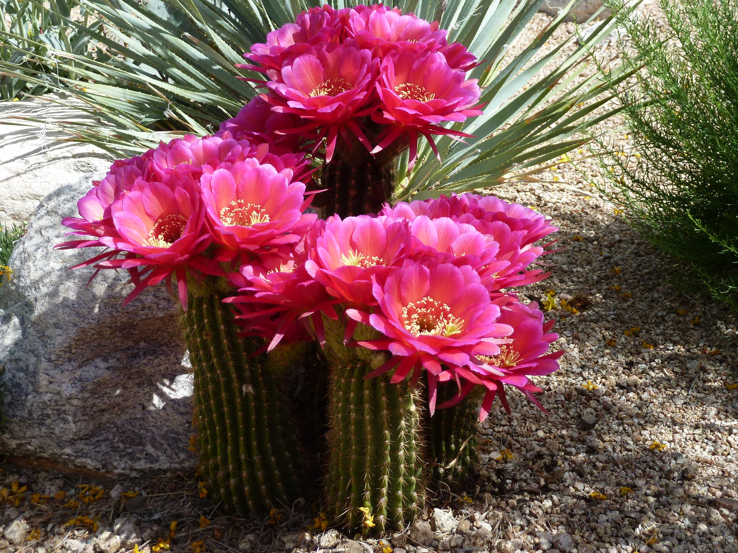 Азбука садовода: Цветы для южного окна — какие выбрать