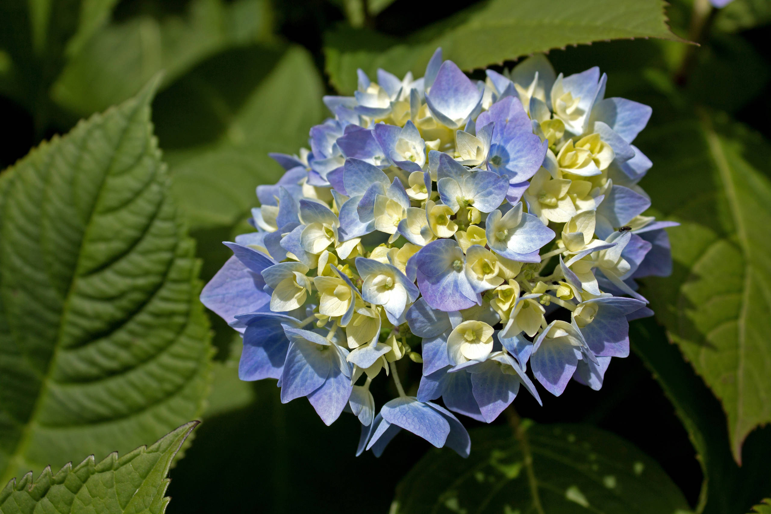 Вопрос: Как правильно выращивать гортензию