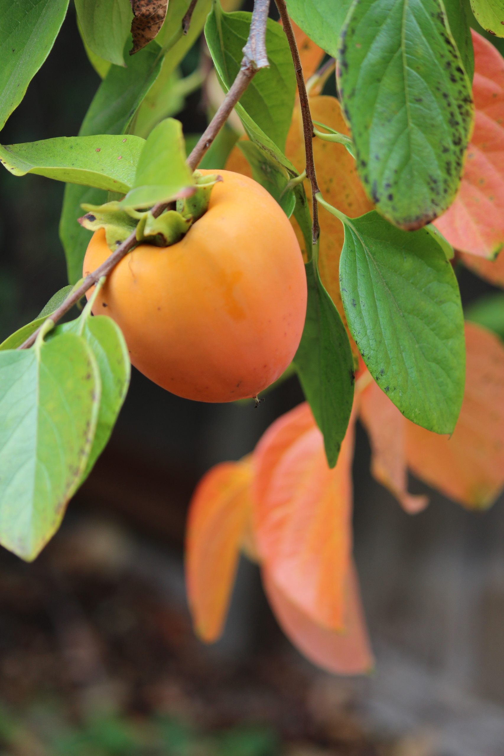 На прививку становись: Зачем и как прививают деревья