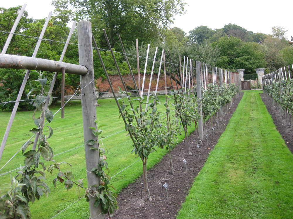 Шпалера в саду: Как вырастить деревья необычной формы