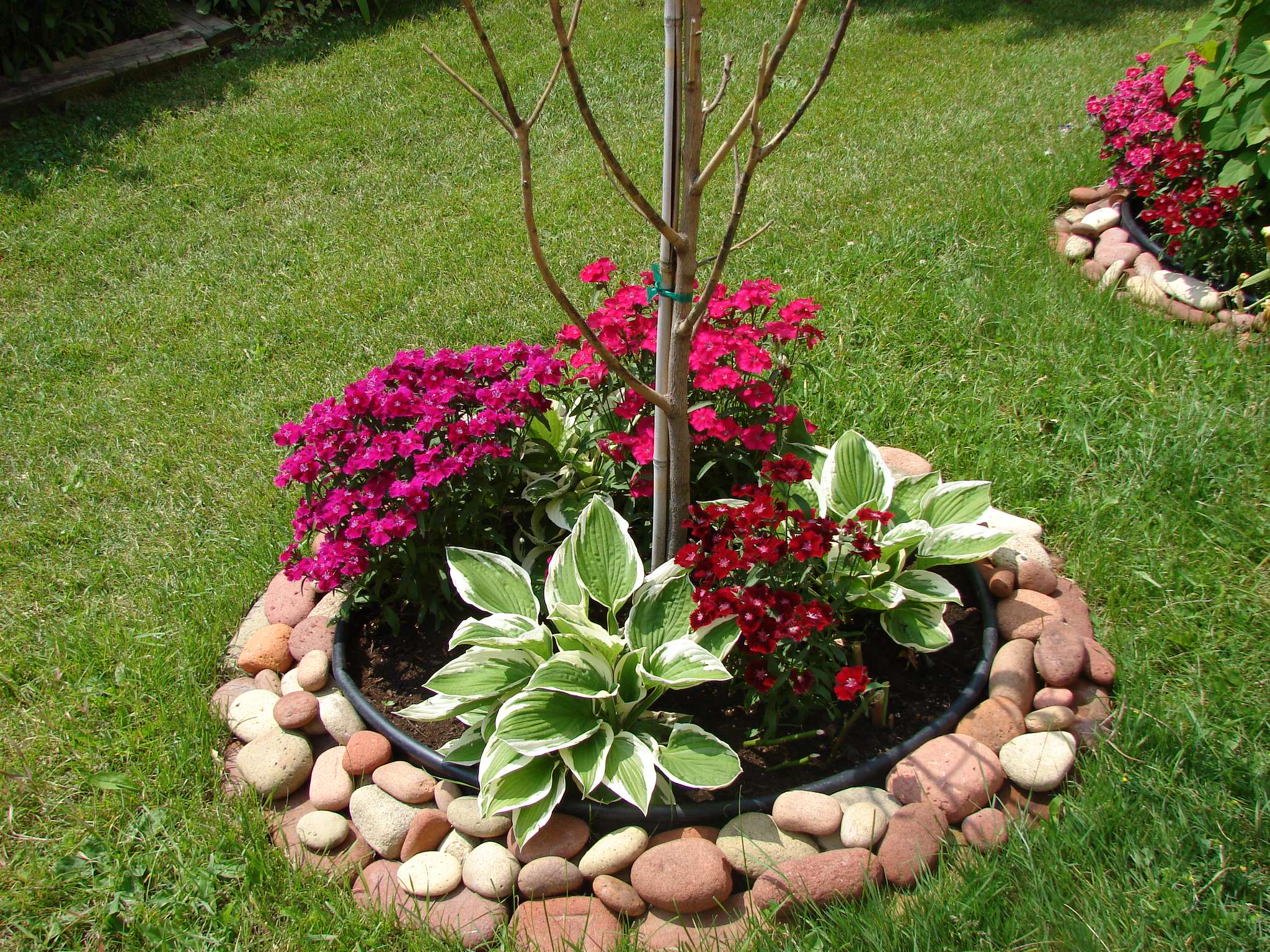 Корневая система растений: Почему важно в ней разбираться