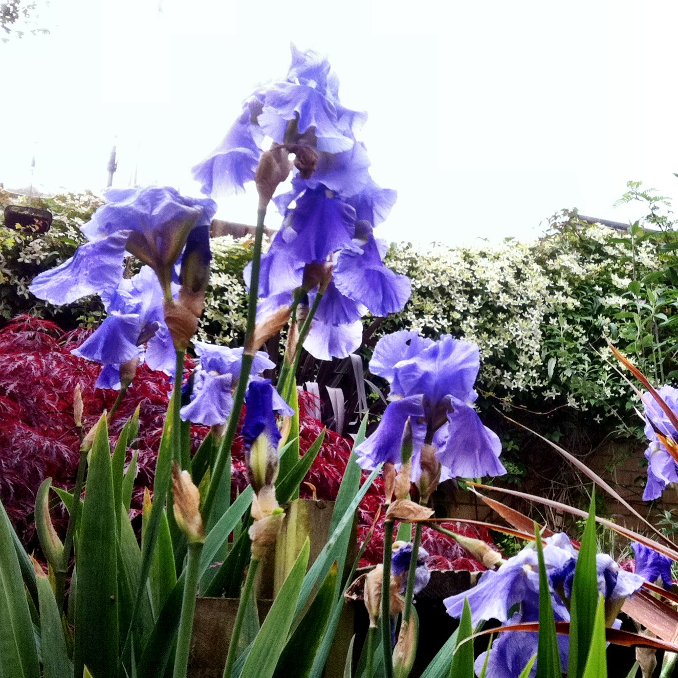 Цветок месяца: Ирис бородатый