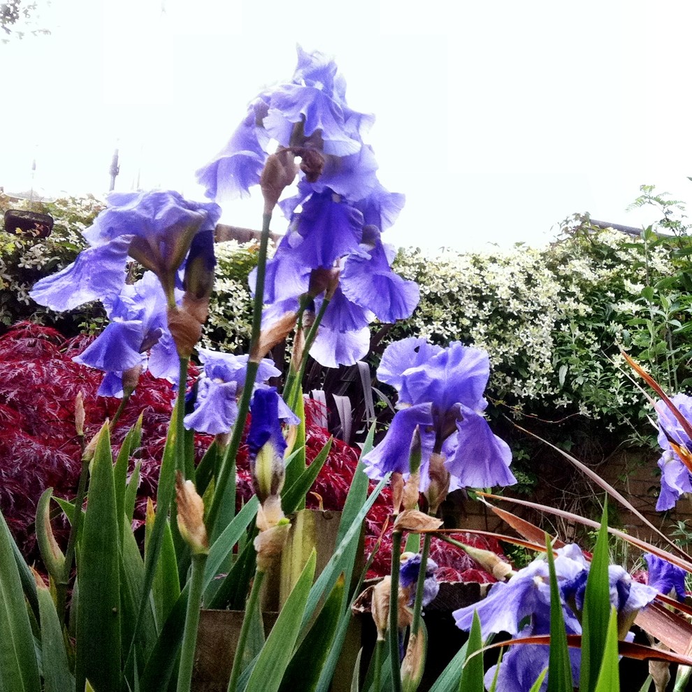 Цветок месяца: Ирис бородатый