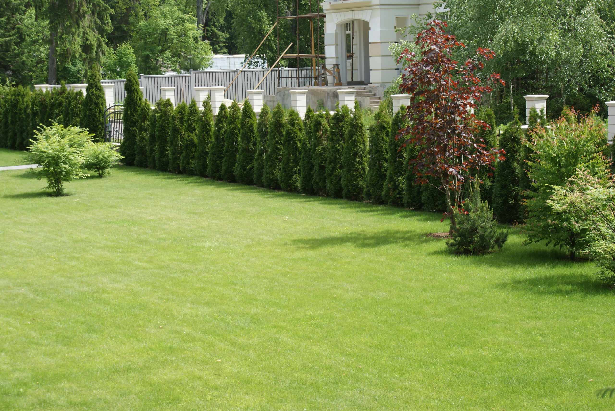 Рулонный газон: Лужайка, которую можно взять с собой