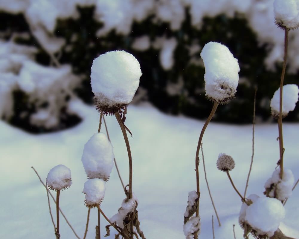 Houzz call: Покажите нам зимние пейзажи из своего окна