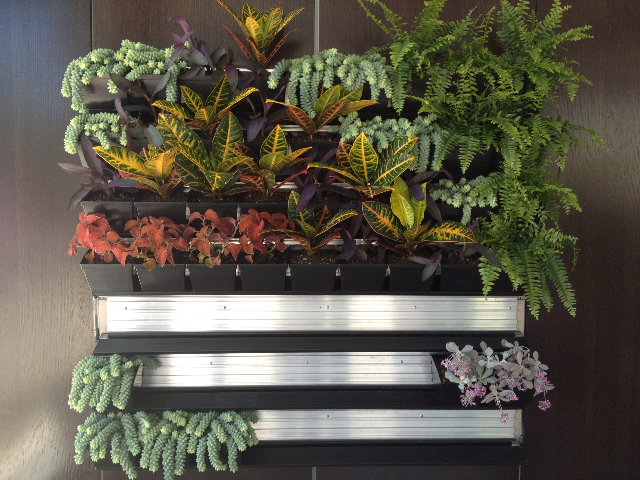 Азбука цветовода: Как выбрать фитомодуль для вертикального сада