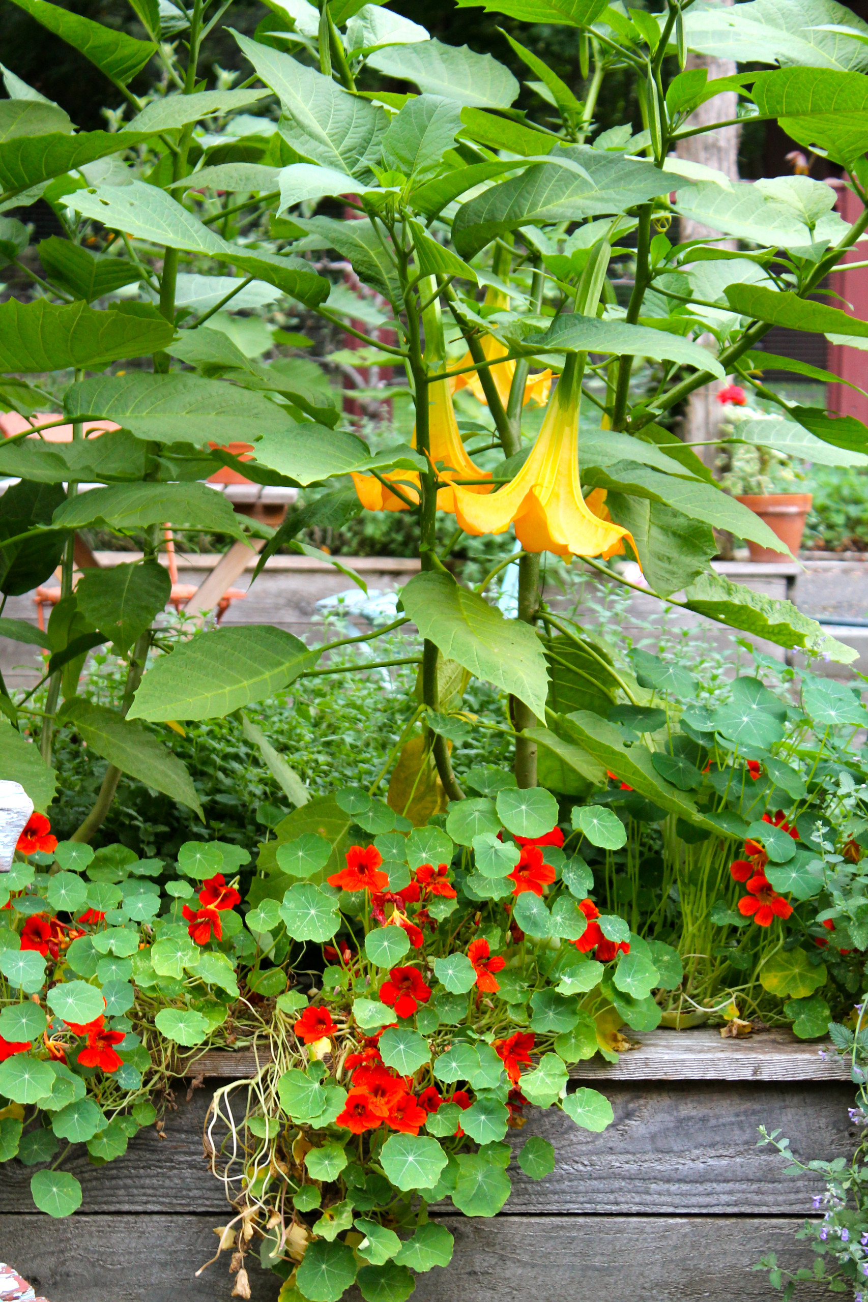 Корневая система растений: Почему важно в ней разбираться